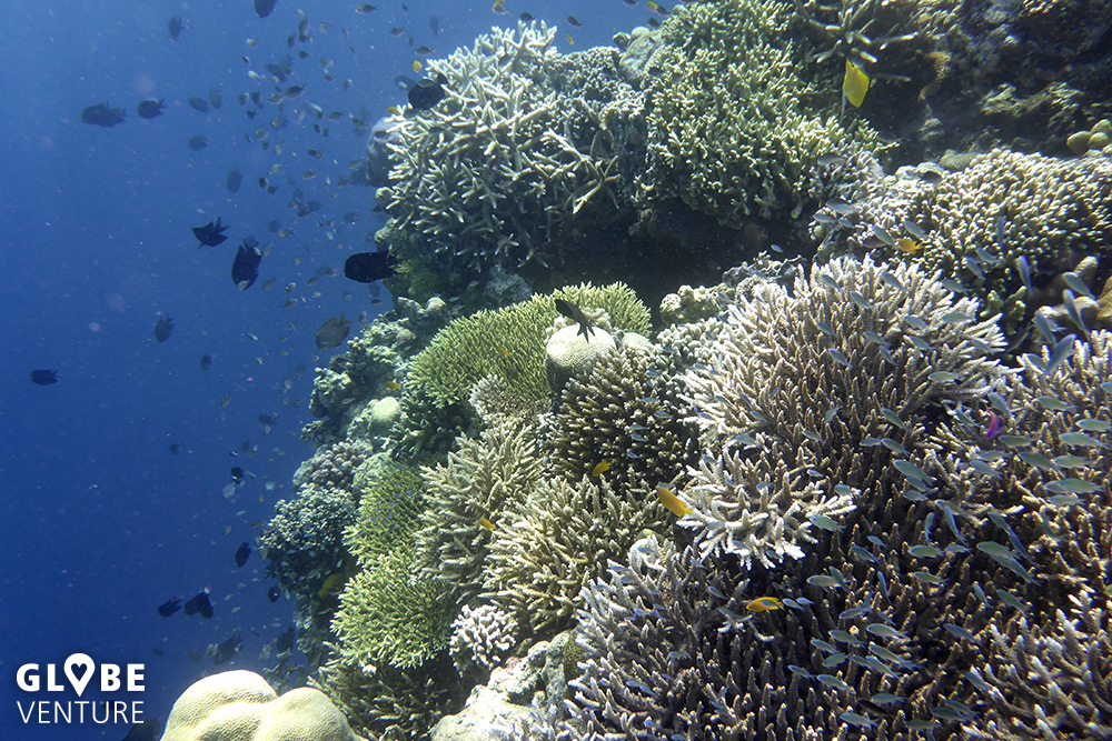Unterwasserwelt Bunaken